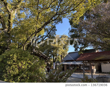 銀杏樹的秋葉和寺廟庭院 銀杏樹的秋葉和寺廟庭院 136719036