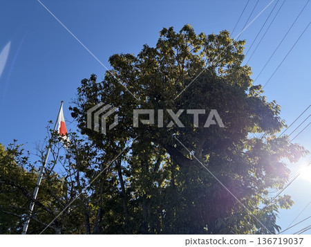 風箏抓住了一棵樹 風箏抓住了一棵樹 136719037