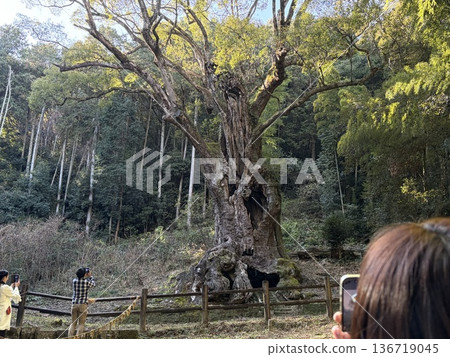 婦女們在森林裡沐浴 婦女們在森林裡沐浴 136719045
