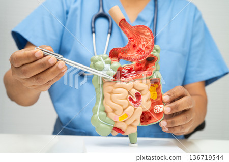 Digestive system with stomach and intestine, Asian doctor holding human anatomy model for study diagnosis and treatment in hospital. Digestive system with stomach and intestine, Asian doctor holding human anatomy model for study diagnosis and treatment in hospital. 136719544