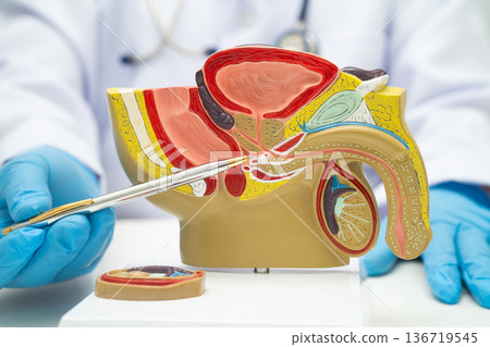 Male reproductive system, Asian doctor holding human anatomy model for study diagnosis and treatment in hospital. Male reproductive system, Asian doctor holding human anatomy model for study diagnosis and treatment in hospital. 136719545