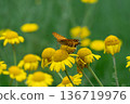 A fritillary butterfly sucking nectar from a chamomile 136719976