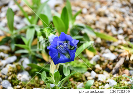 無莖龍膽(Gentiana acaulis) 無莖龍膽(Gentiana acaulis) 136720209