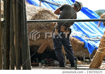Thatched roof replacement work - Thatching craftsmen at work Thatched roof replacement work - Thatching craftsmen at work 136720225