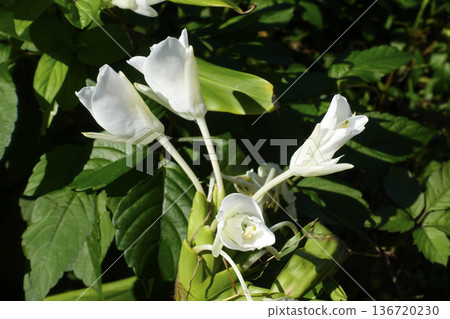 Autumn October Ginger lily flowers blooming pure white 136720230