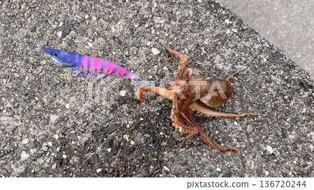 章魚捕卵 章魚捕卵 136720244