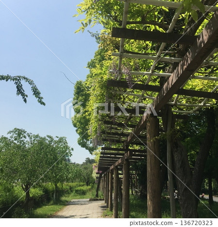 A towering tree under a wisteria trellis A towering tree under a wisteria trellis 136720323