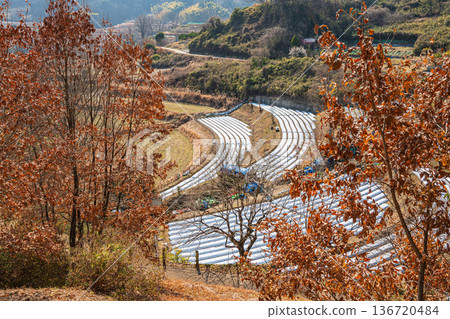 奈良縣國立飛鳥歷史公園岩戶地區的岩戶梯田 136720484