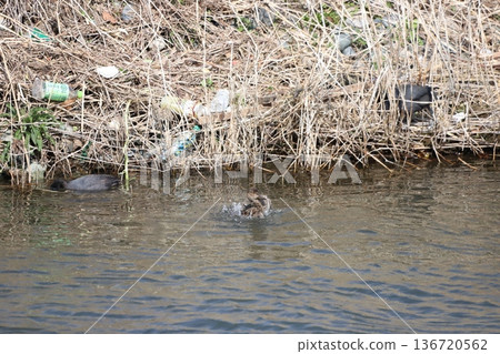 Garbage washed ashore by strong winds and wild birds on the river 136720562