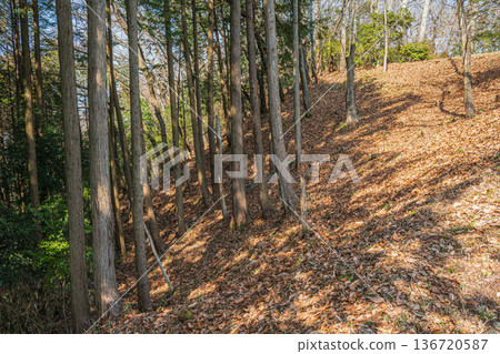 Fallen leaves pile up in the forest in the Iwaido area of the National Asuka Historical Park, Asuka Village, Nara Prefecture 136720587