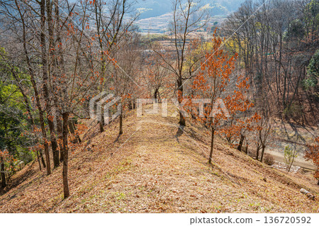 Fallen leaves pile up in the forest in the Iwaido area of the National Asuka Historical Park, Asuka Village, Nara Prefecture 136720592