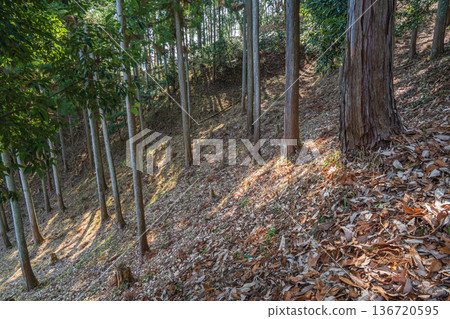 在奈良縣飛鳥村國立飛鳥歷史公園岩井戶地區的森林裡，落葉堆積如山。 136720595