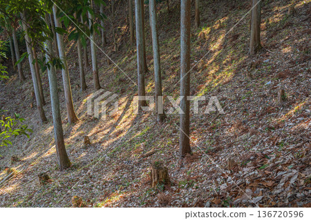 Fallen leaves pile up in the forest in the Iwaido area of the National Asuka Historical Park, Asuka Village, Nara Prefecture 136720596