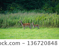 A fawn standing in the grassland 136720848