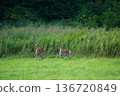 A fawn standing in the grassland 136720849