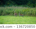 A fawn standing in the grassland 136720850