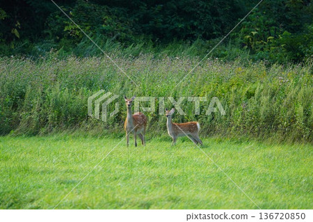 A fawn standing in the grassland A fawn standing in the grassland 136720850