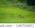 A fawn standing in the grassland 136720851