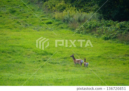 A fawn standing in the grassland A fawn standing in the grassland 136720851