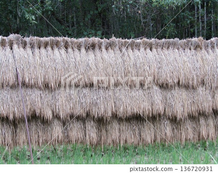 Landscape with rice Landscape with rice 136720931