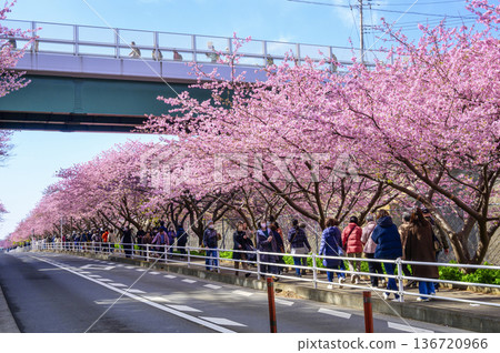 神奈川縣，三浦海灘櫻花祭，河津櫻花，京急線沿線 136720966