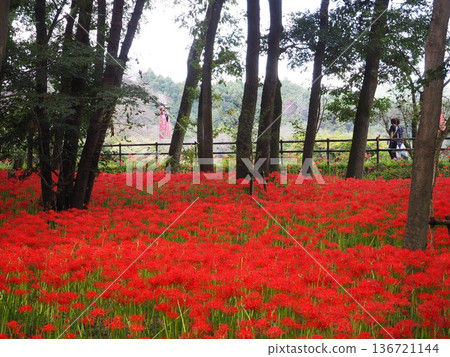 埼玉縣日高市錦繡田村（蜘蛛百合之鄉）的秋景美不勝收 136721144
