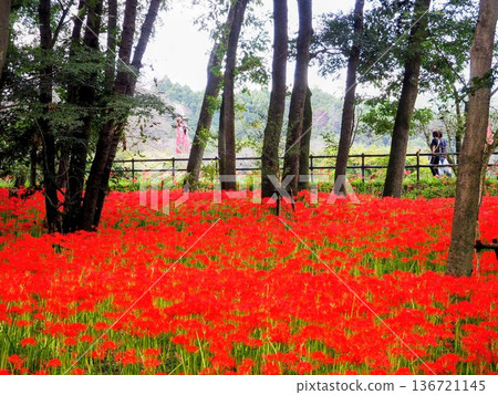 Spectacular autumn scenery at Kinchakuda, the village of spider lilies, in Hidaka City, Saitama Prefecture Spectacular autumn scenery at Kinchakuda, the village of spider lilies, in Hidaka City, Saitama Prefecture 136721145