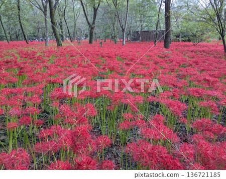埼玉縣日高市錦繡田村(蜘蛛百合之鄉)的秋景美不勝收 埼玉縣日高市錦繡田村(蜘蛛百合之鄉)的秋景美不勝收 136721185