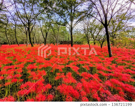 Spectacular autumn scenery at Kinchakuda, the village of spider lilies, in Hidaka City, Saitama Prefecture Spectacular autumn scenery at Kinchakuda, the village of spider lilies, in Hidaka City, Saitama Prefecture 136721199