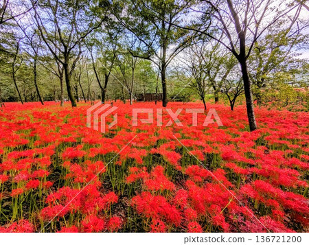 Spectacular autumn scenery at Kinchakuda, the village of spider lilies, in Hidaka City, Saitama Prefecture Spectacular autumn scenery at Kinchakuda, the village of spider lilies, in Hidaka City, Saitama Prefecture 136721200