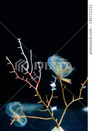 Jellyfish lit up Jellyfish lit up 136721221