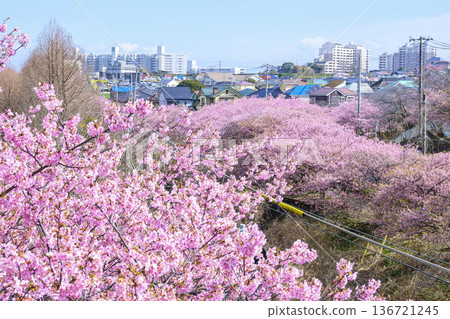 神奈川縣,三浦海灘櫻花節,河津櫻花,小松池公園 神奈川縣,三浦海灘櫻花節,河津櫻花,小松池公園 136721245