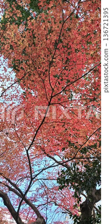 Bright red autumn leaves 136721395