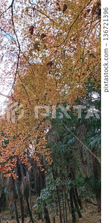 Maple leaves which turned red leaves 136721396
