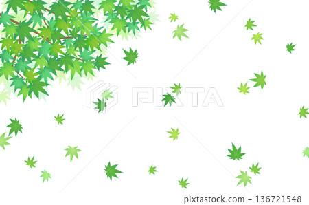 飄動的綠色楓樹框架 3_水平 136721548