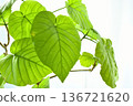 Umbelatta in bright sunlight 136721620