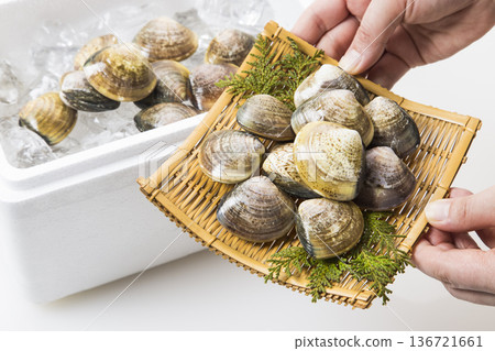 clam clam 136721661