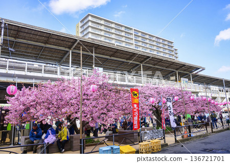 神奈川縣,三浦海岸櫻花祭,河津櫻花,三浦海岸站 神奈川縣,三浦海岸櫻花祭,河津櫻花,三浦海岸站 136721701