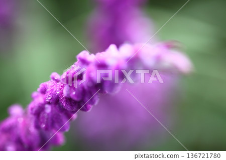 紫水晶鼠尾草花穗和雨滴 136721780