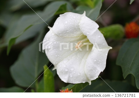 夜來香花和雨滴 136721781