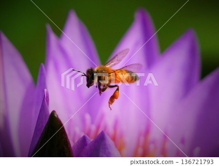 A bee flies around the water lily, diligently collecting pollen, before being sucked into a purple flower. A bee flies around the water lily, diligently collecting pollen, before being sucked into a purple flower. 136721793