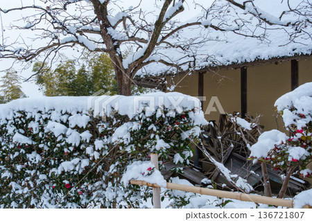 Persimmon tree snow scene 136721807
