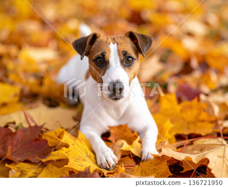 Jack Russell relaxing in the autumn leaves 136721950