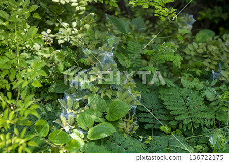 Bicycle path along the Geumgang River 136722175