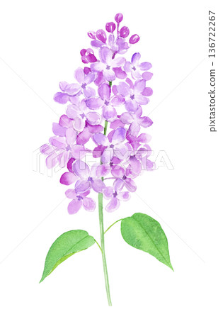 Watercolor illustration of lilac Watercolor illustration of lilac 136722267