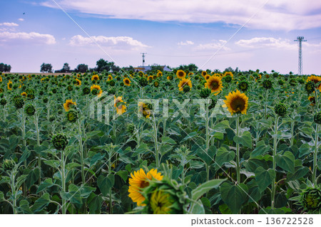 Summer landscape with sunflowers 136722528