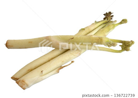 Udo (angelica) 136722739