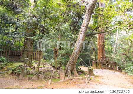 八重垣神社-佐久雨森林中一棵巨大杉樹的遺跡 八重垣神社-佐久雨森林中一棵巨大杉樹的遺跡 136722795