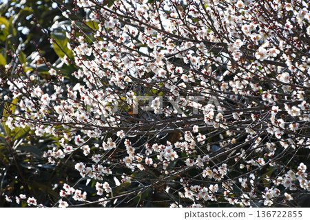 梅花 梅花 136722855