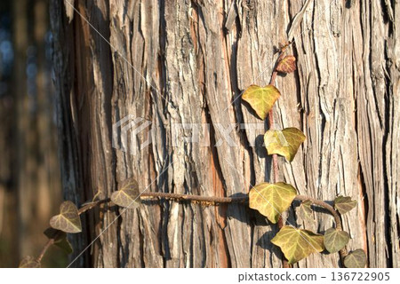 Ivy leaves entwined on a tree Ivy leaves entwined on a tree 136722905